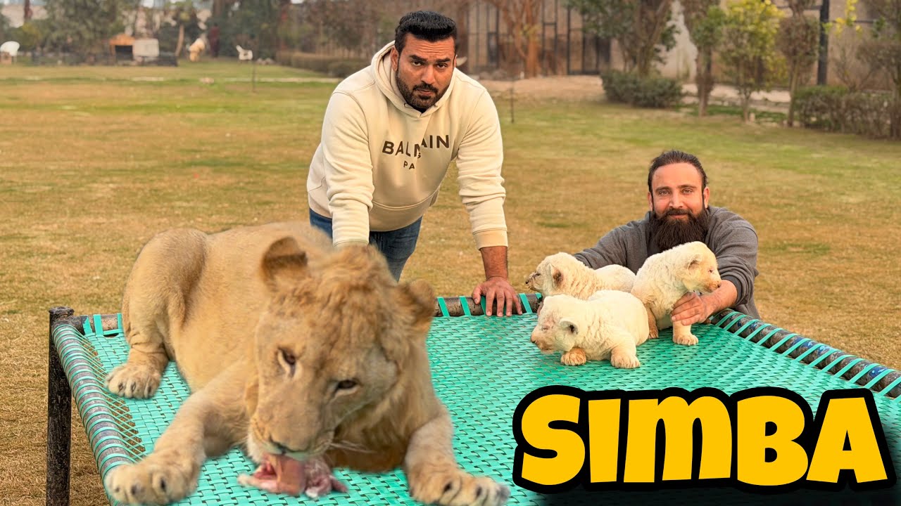 Simba Nay Farm Pay Kabza Kar Liya 😲🦁|Kya Cubs ko Mother Se Alag Kar Dain ⁉️