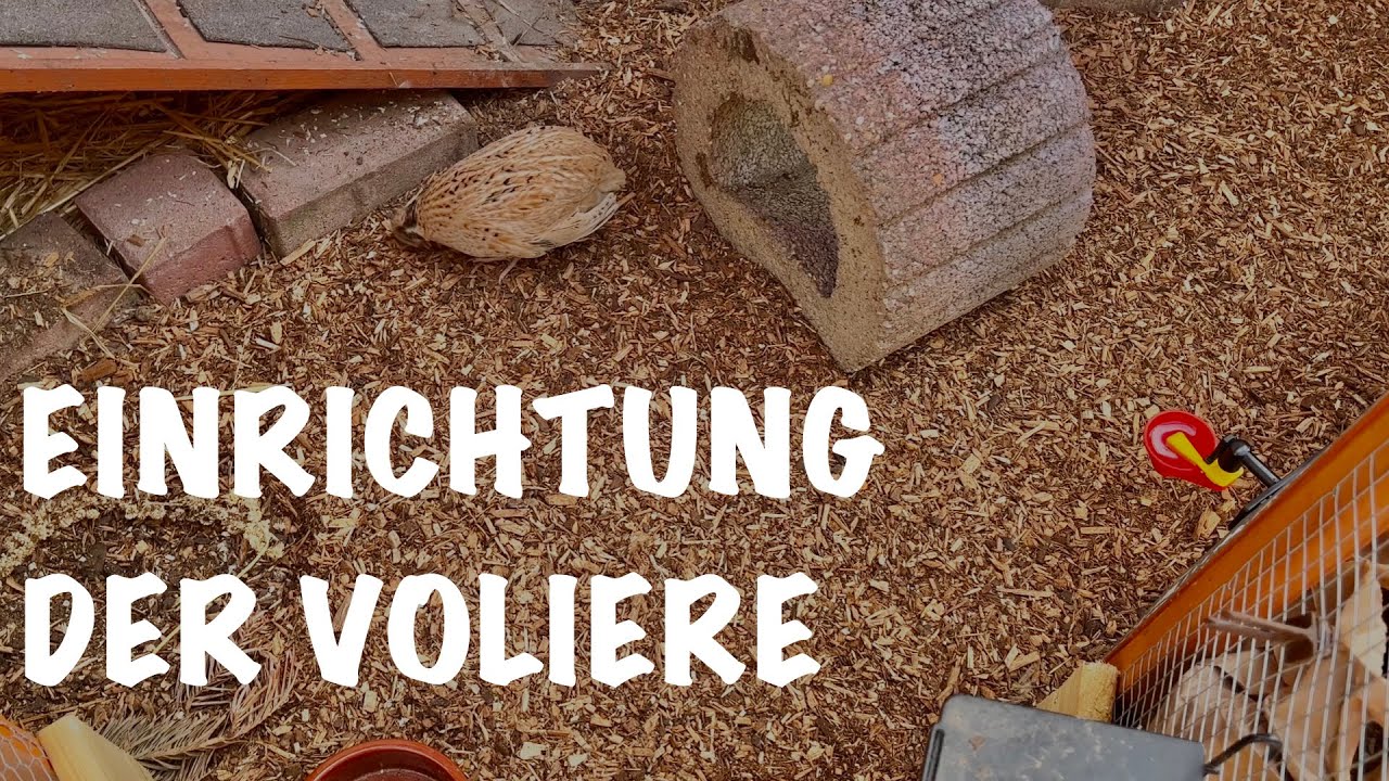 Wir richten unsere Voliere ein | Wachteln