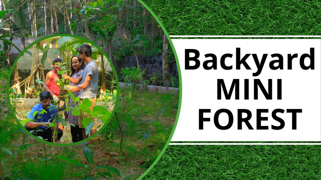 പിന്മുറ്റത്തൊരു ചെറുകാട്‌ | Growing Mini Forest in the Backyard using MIYAWAKI METHOD | KERALA
