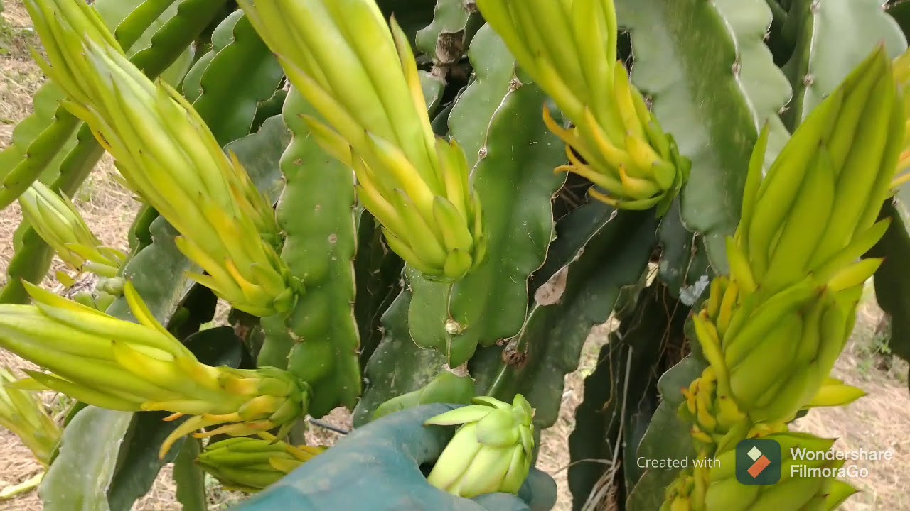 Raleamento dos botões florais na Pitaya
