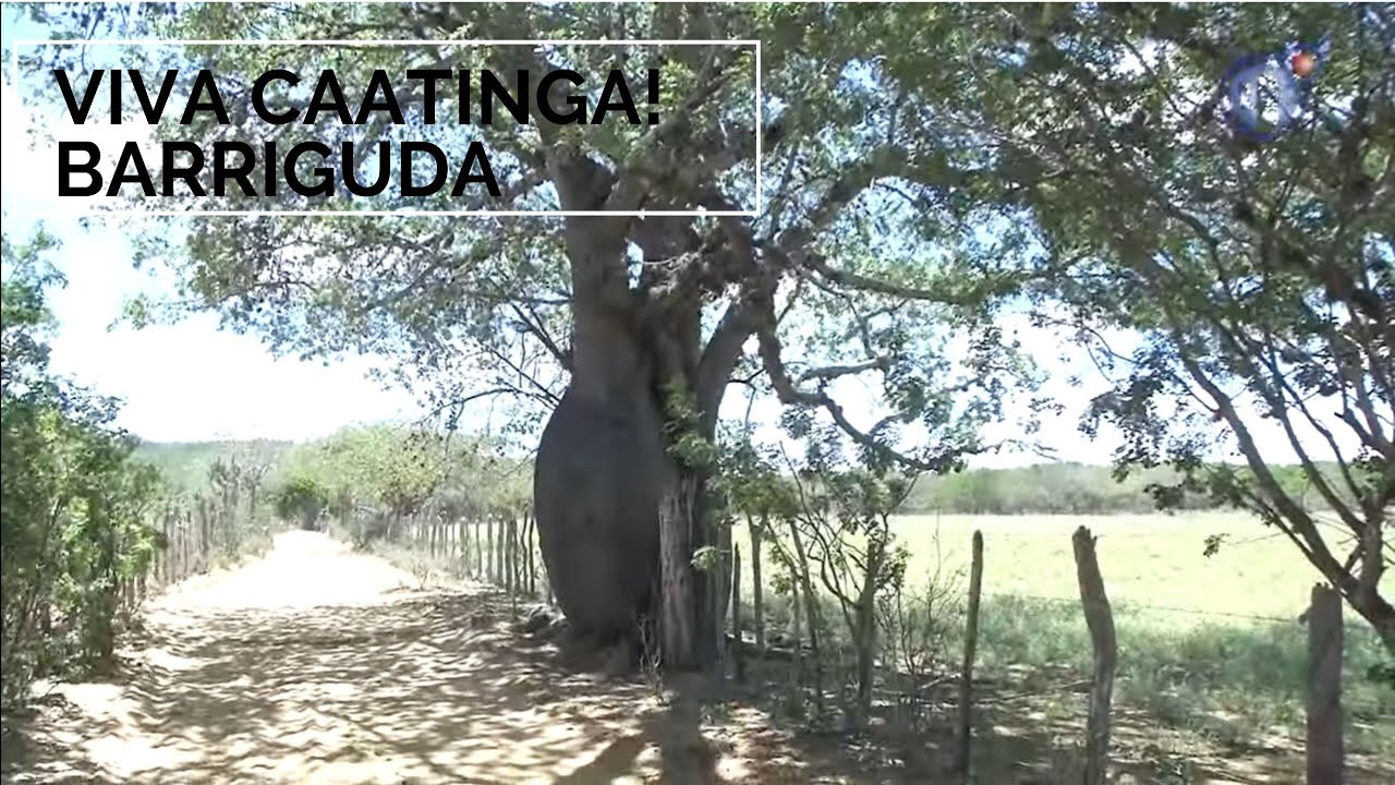 Viva Caatinga! Barriguda