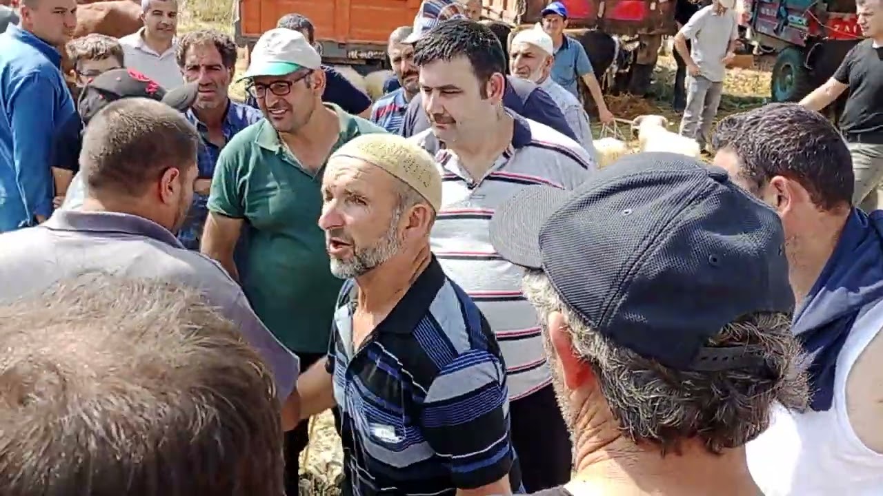 Samsun Bafra Canlı Hayvan Pazarı