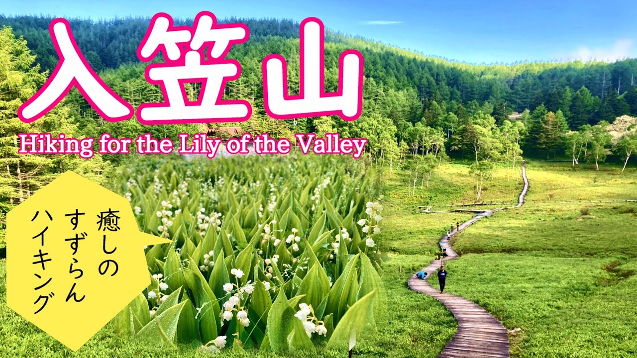 【夫婦登山】入笠山 花の宝庫！すずらん満開の入笠湿原