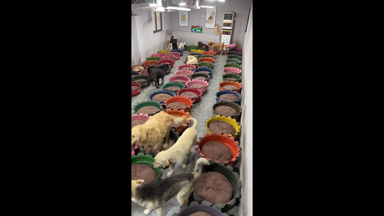 Counting dogs to help your sleep Relaxation | 犬を数えて眠りを助けます | les chiens pour dorm  ASMR King Charles