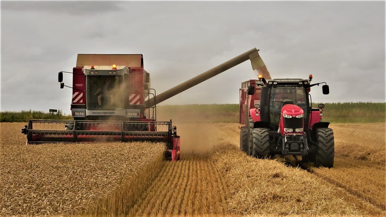 Moisson Blé 🌾 2022 sous de grosses chaleurs🌡, Massey Ferguson 7256