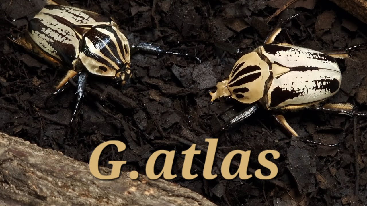 A legendary beetle! Goliathus Atlas (Beetle ASMR)