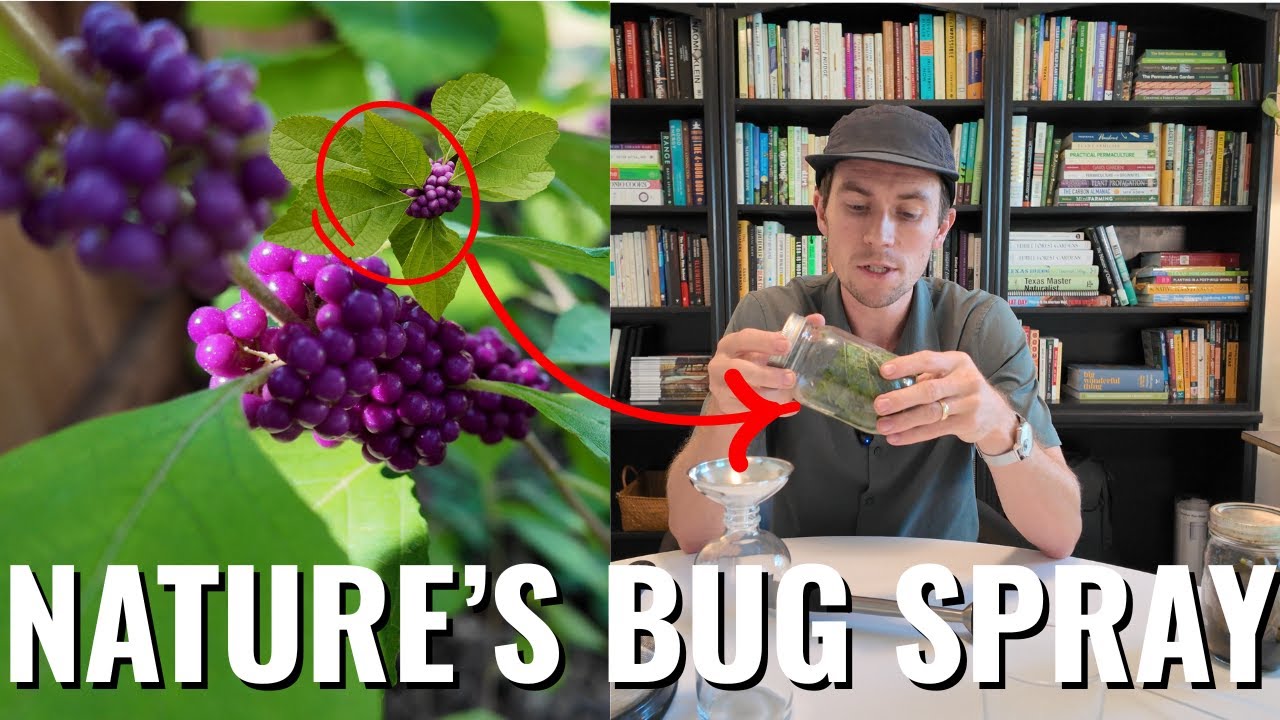 This Texas Plant Repels Mosquitoes Better Than DEET (I Tested It)