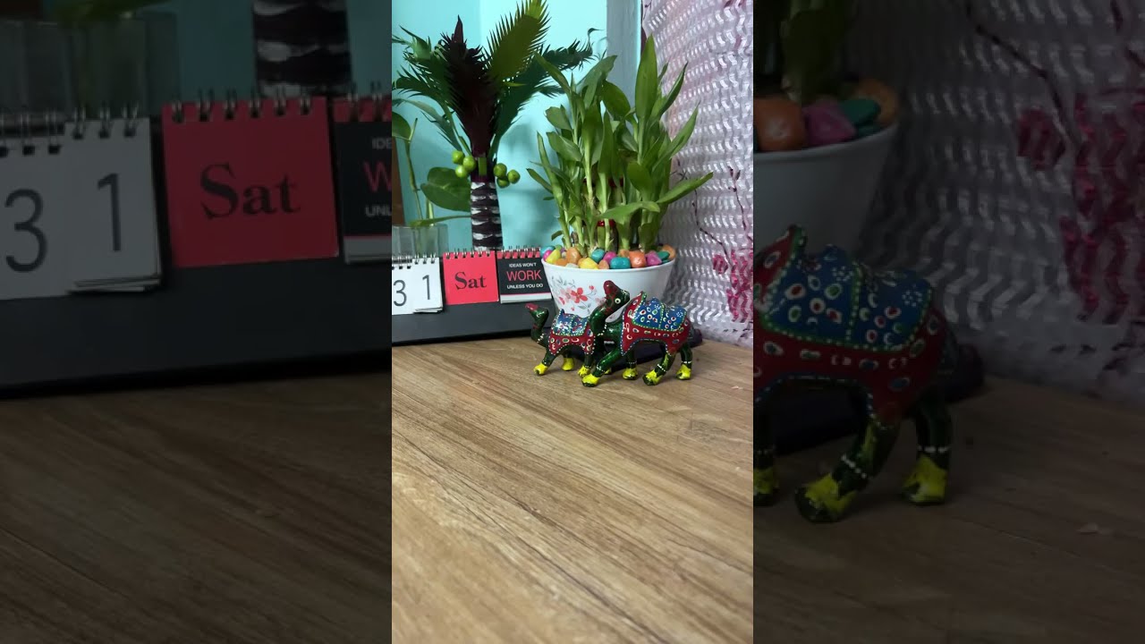 My indoor plants #indoorplants 