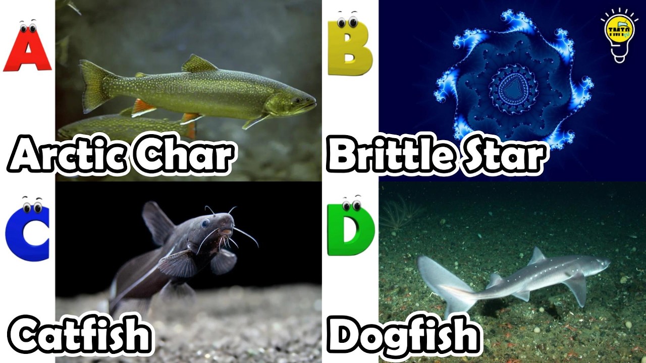 Милые морские животные | Изучение животных по алфавиту | Песенка про морских животных по алфавиту...