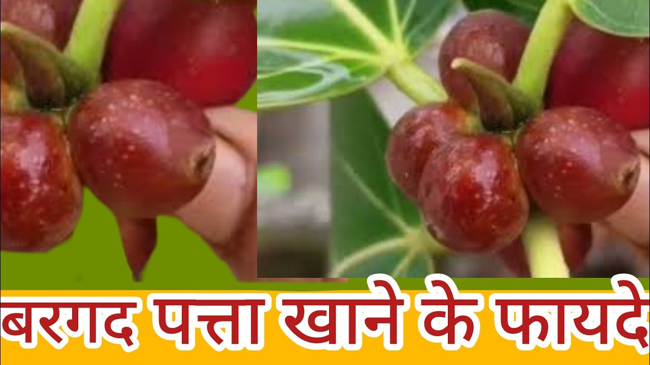 बरगद के फल खाने के फायदे-Banyan tree benefit-