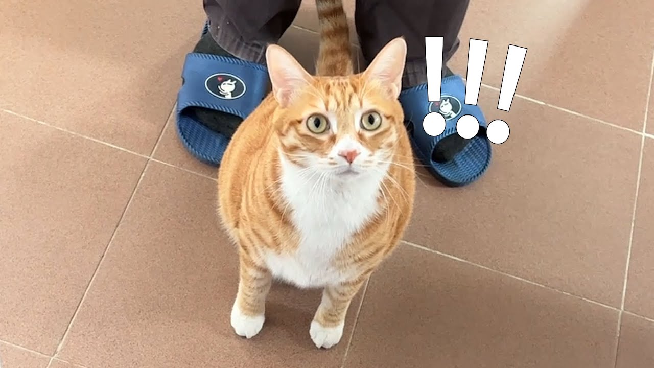 小肥猫第一次看到烧烤，它好像误会了什么吓坏了哈哈哈｜在老家系列