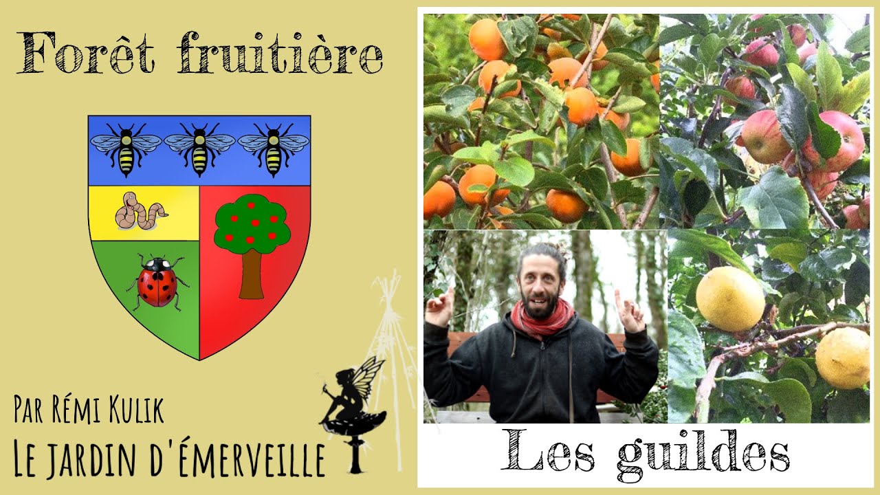 Forêt fruitière : Les Guildes