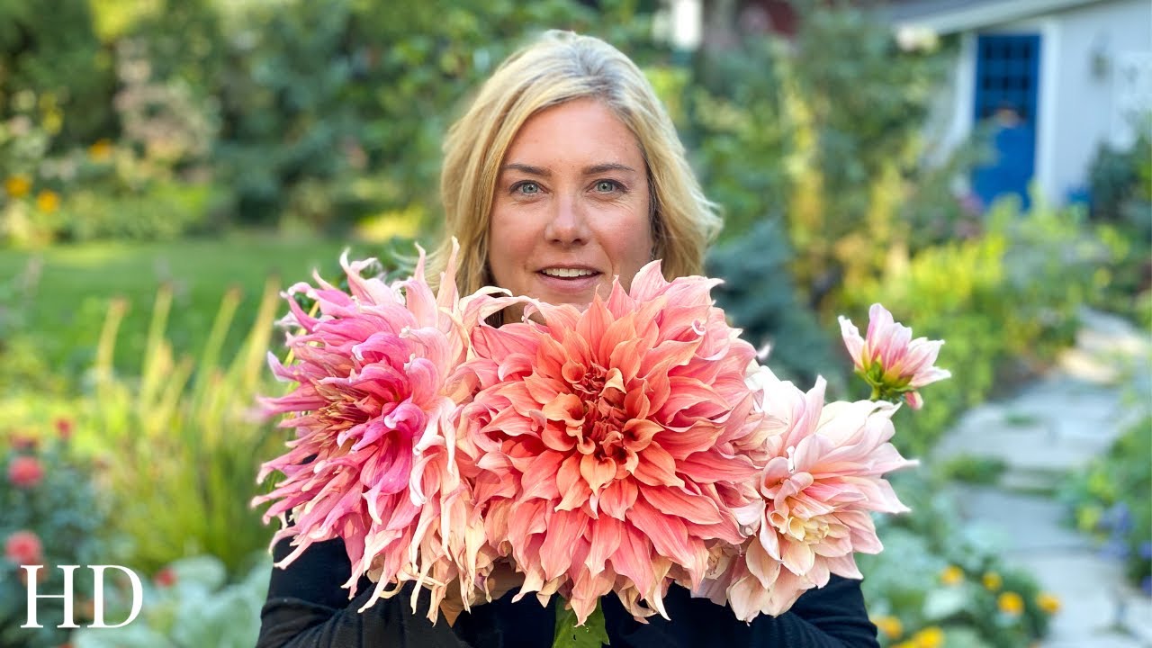 DAHLIA TOUR | HD version | Big, beautiful flowers everywhere!