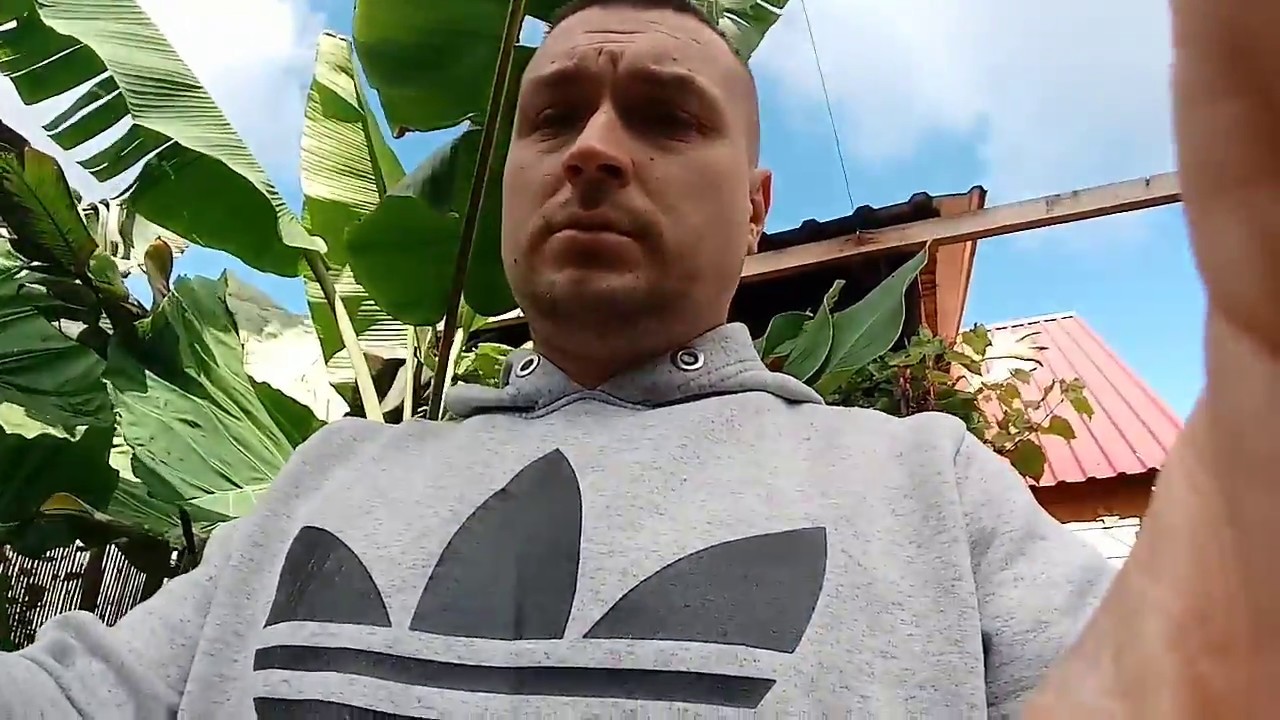 168#. Koniec sezonu 2018. Wykopywanie: Ensete Maurelli, Musa Basjoo, Colocasia Thai Giant .