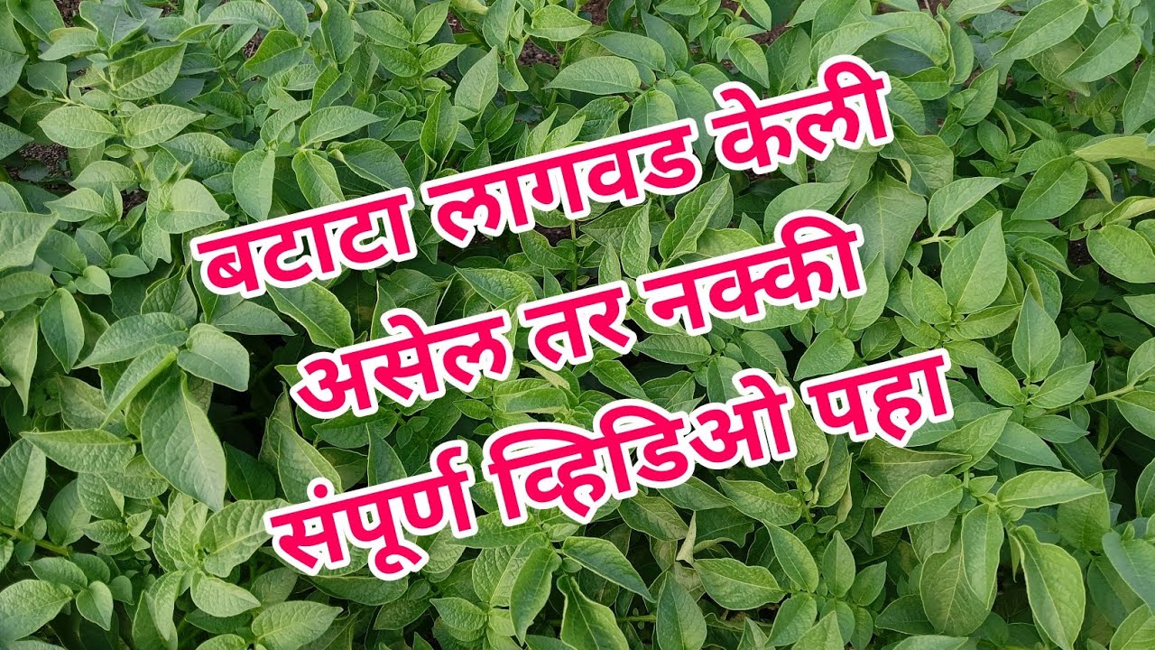 बटाटा लागवड केल्यानंतर फवारणी आय एम सी बुस्टर अकटिवेटर समाधानी शेतकरी #agriculture #farming #farmer
