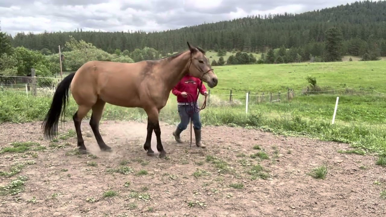 Ground work - yielding shoulders