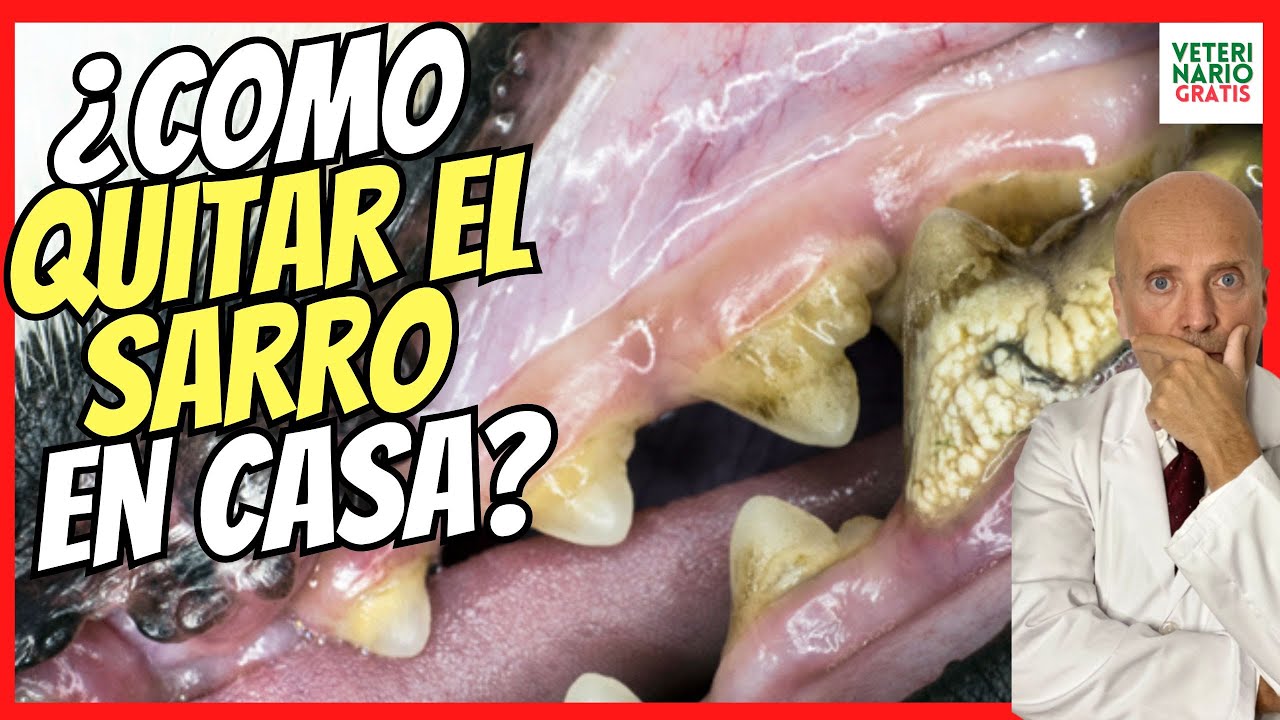 🔴 CÓMO QUITAR y ELIMINAR EL SARRO DENTAL EN PERROS  💚 FÁCIL Y RÁPIDO (Y LA CARIES)
