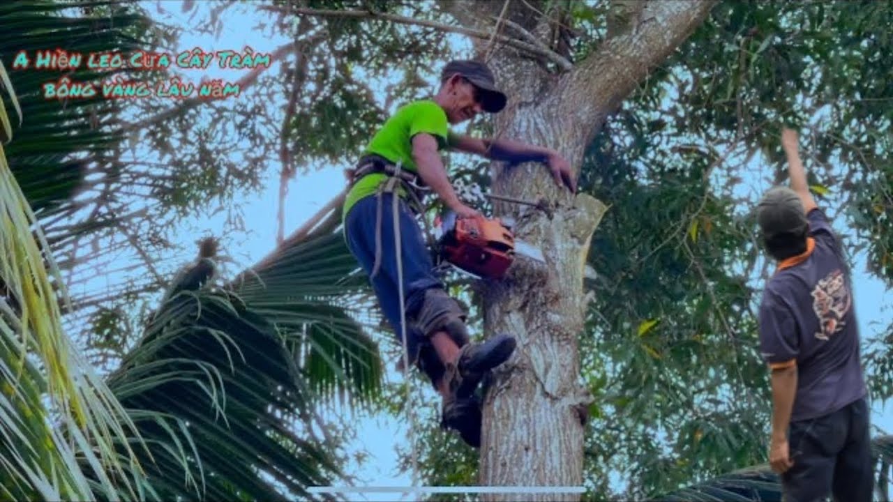 A Hiền A Trường cưa Cây Tràm Bông vàng khủng sát mé sông