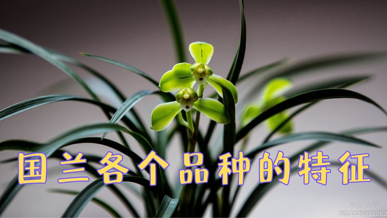 了解下國蘭各個品種的特征