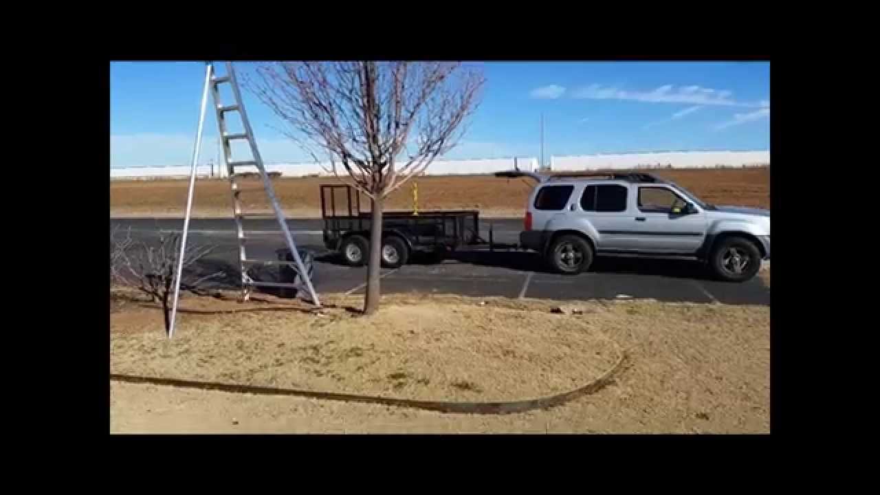 Ornamental Bradford Pear Tree Pruning