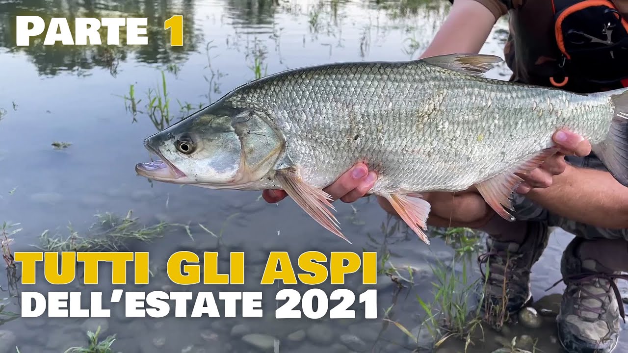 tutti gli ASPI dell'estate 2021! - PARTE 1
