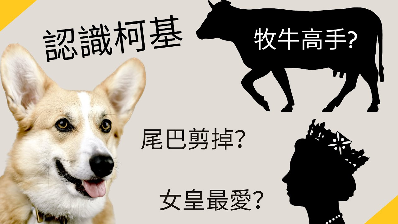 認識科基犬【品種動物系列】
