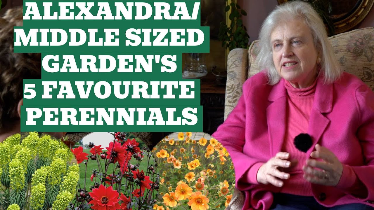 @TheMiddlesizedGarden's 5 Favourite Herbaceous Perennials
