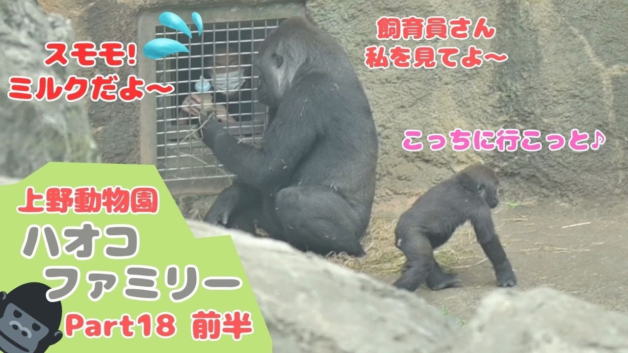 スモモの授乳が大変すぎて苦戦する飼育員さん(Part18：前半)Feeding plums is too difficult for a keeper who is struggling