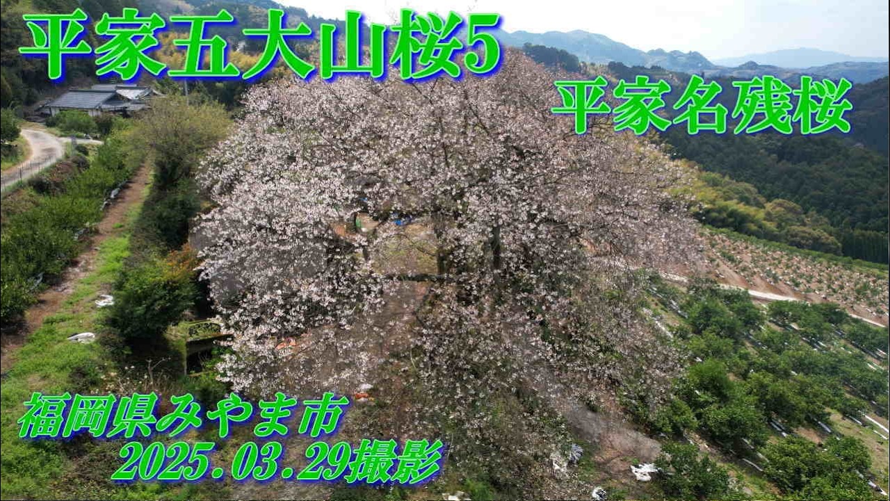 みやま市平家五大山桜シリーズ5　平家名残桜　2025.03.29撮影