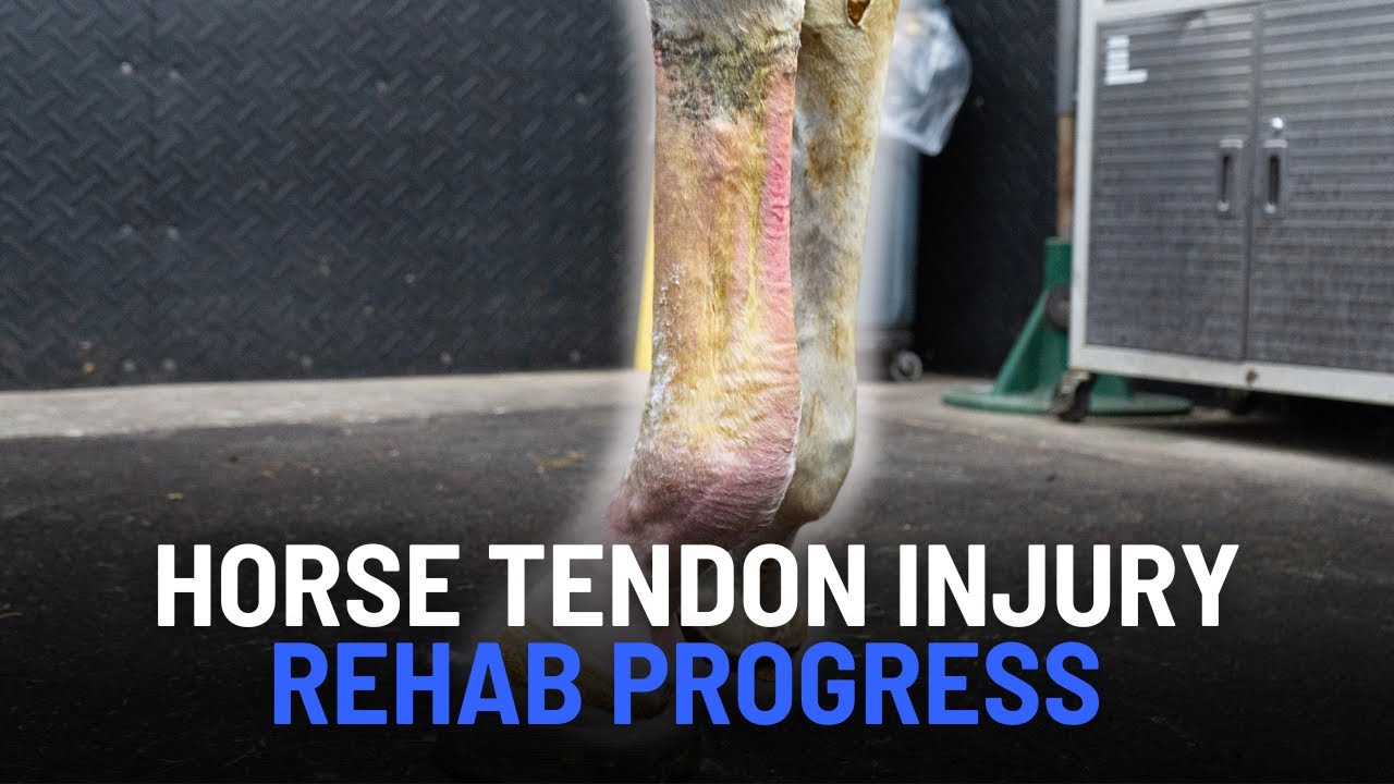 Horse Tendon Injury Recovery | Flexor Tendon Rehab Progress with Ultrasound