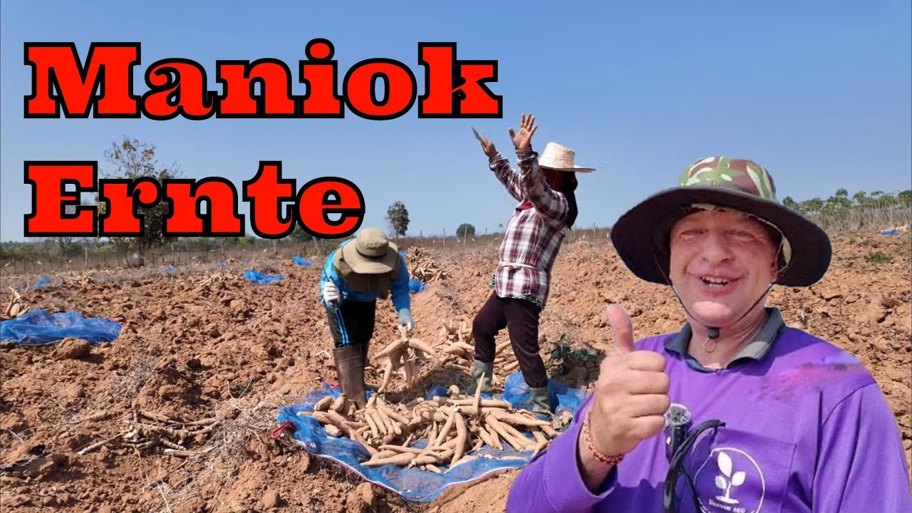 Nachtrag zur Maniok Ernte in Thailand im Isaan! Ein weiterer Besuch bei meinem Freund