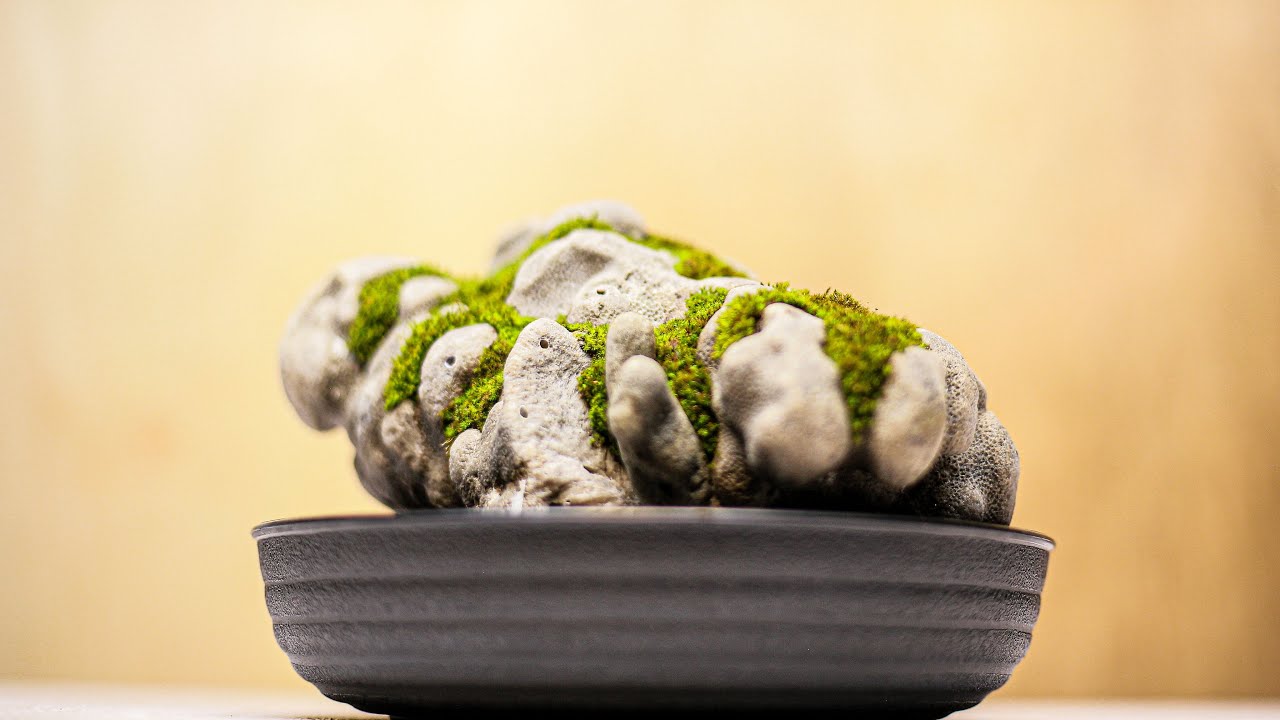 Making Mini Moss Garden on Coral Rock