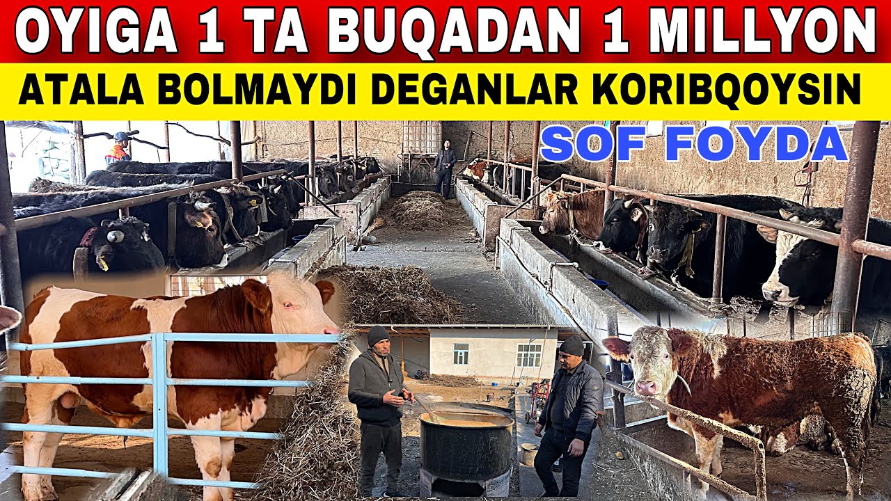 BUQA BOQISH SIRLARI  ATALA BILAN BOQIB OYIGA 1 MILLYON SOF FOYDA QILING