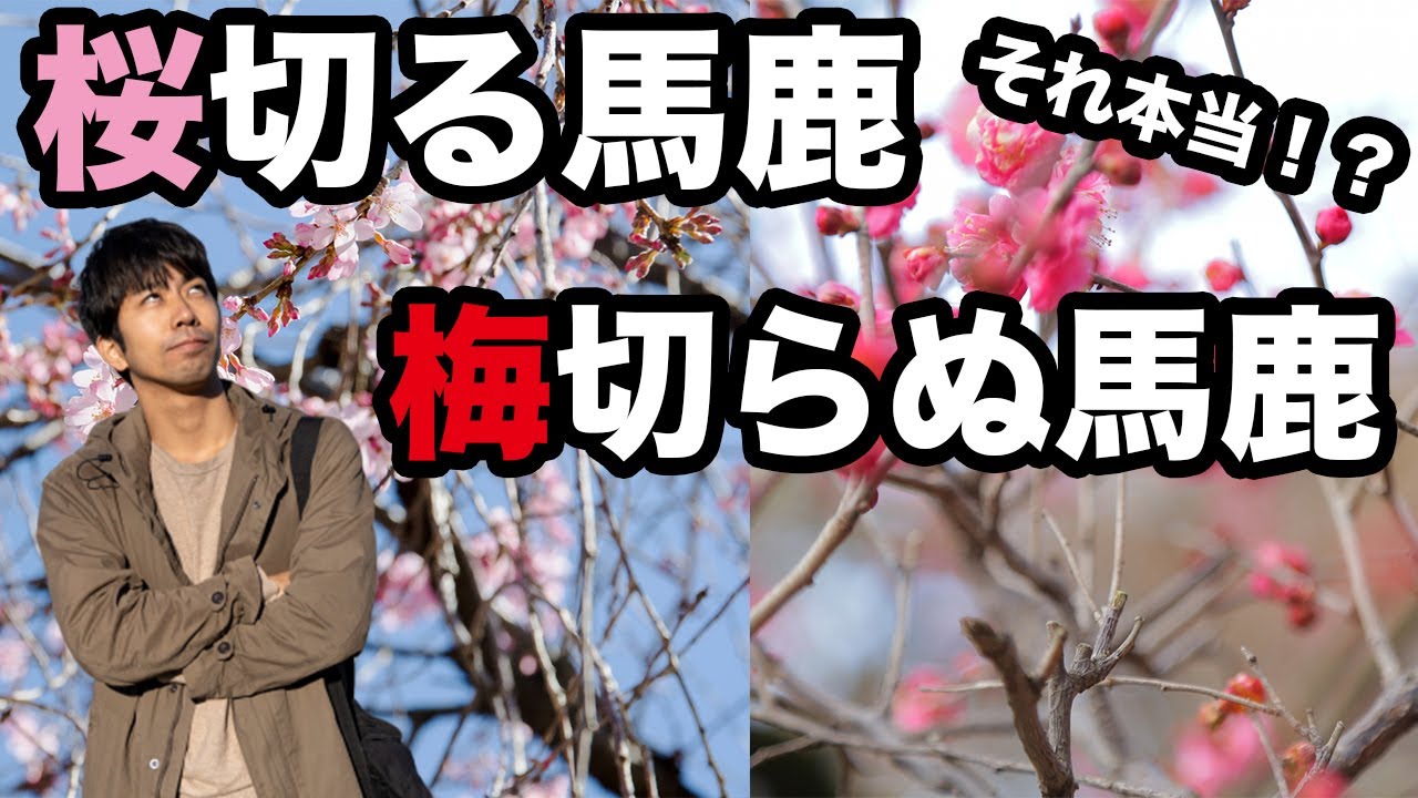 「桜切る馬鹿梅切らぬ馬鹿」を樹木医が解説【剪定の方法】