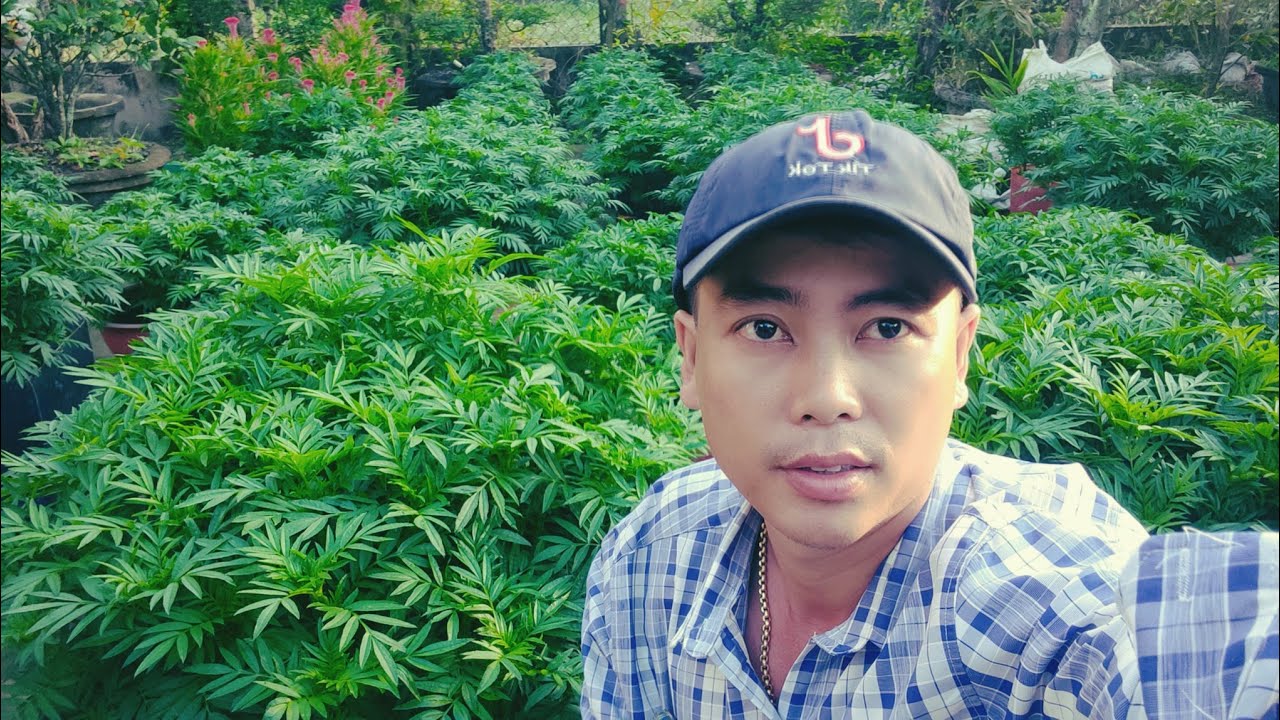 Chia sẽ kỹ thuật tưới phân cho bông vạn thọ nở hoa,huỳnh tinh vlog