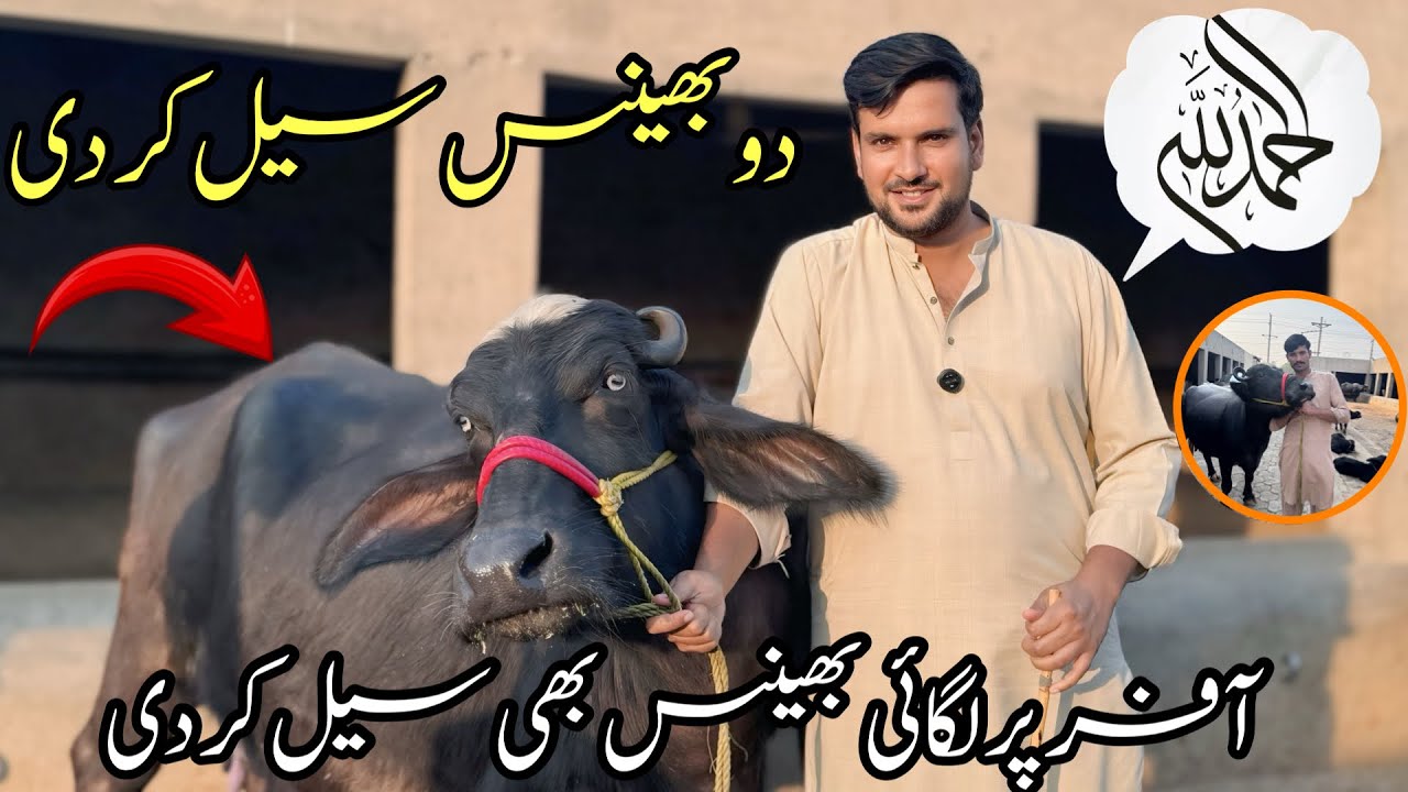 Alhamdulillah! 2 buffaloes sold today 