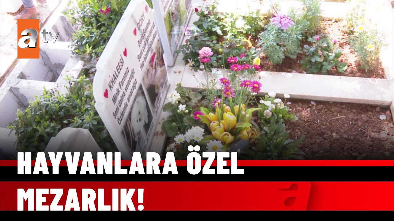 Evcil hayvan mezarlığı - atv Ana Haber 2 Mayıs 2022