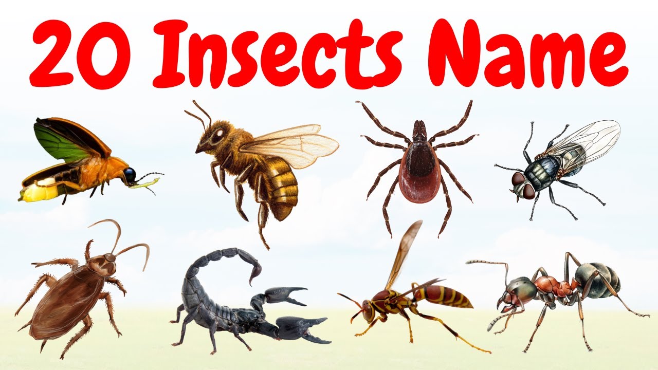 कीड़े मकोड़ों के नाम हिंदी और अंग्रेजी में | 20 Insects Name in Hindi and English