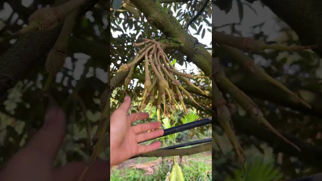Sầu riêng thái xổ nhuy 7 ngày đến 10 ngày. Rụng rất nhiều. 