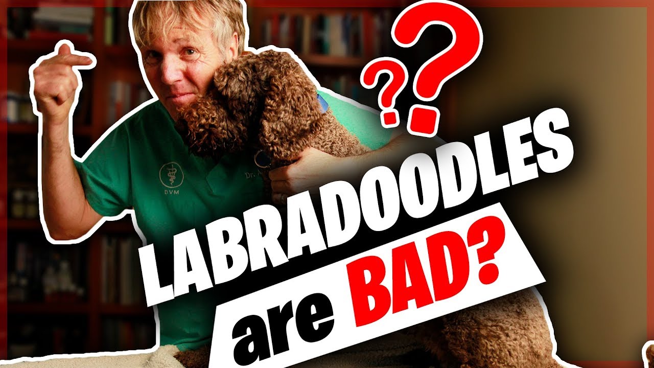 Designer Dog Problems