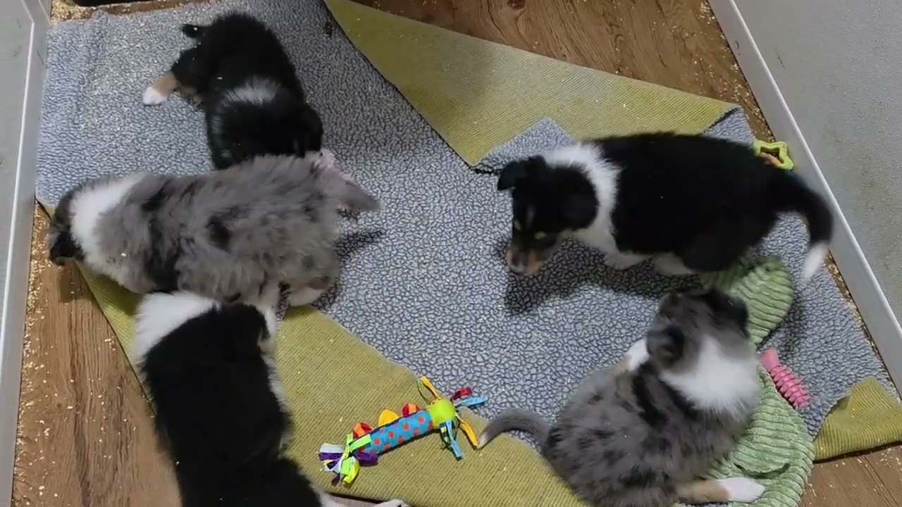 12 18 25  Cricket and Nellie babies 