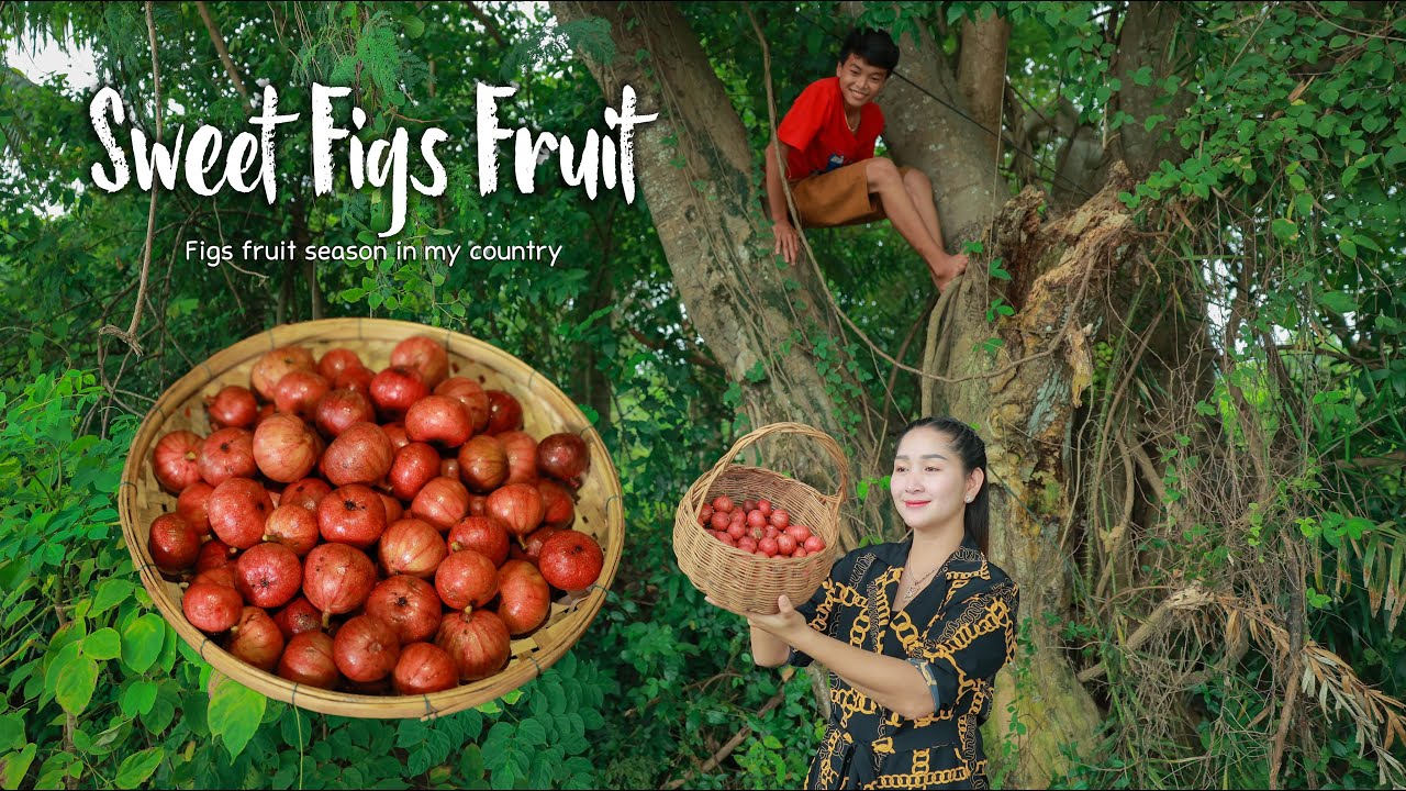 Have you ever try Red Figs Fruit in your country? | Figs fruit Eating Chili Salt | Pick and Eat