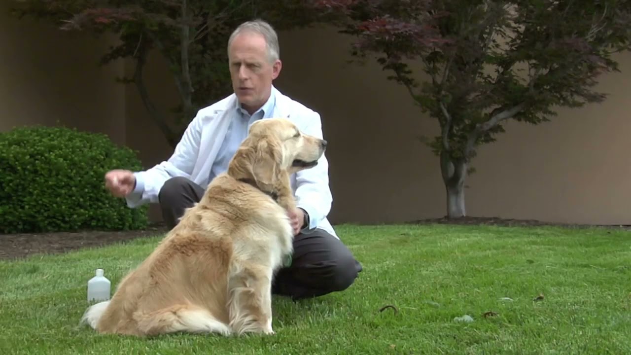Vaccinate Your Dog at Home
