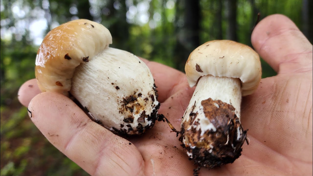 МОЇ НАЙКРАЩІ ЗНАХІДКИ! БІЛІ ГРИБИ – МРІЯ ГРИБНИКА! 🤩🌲