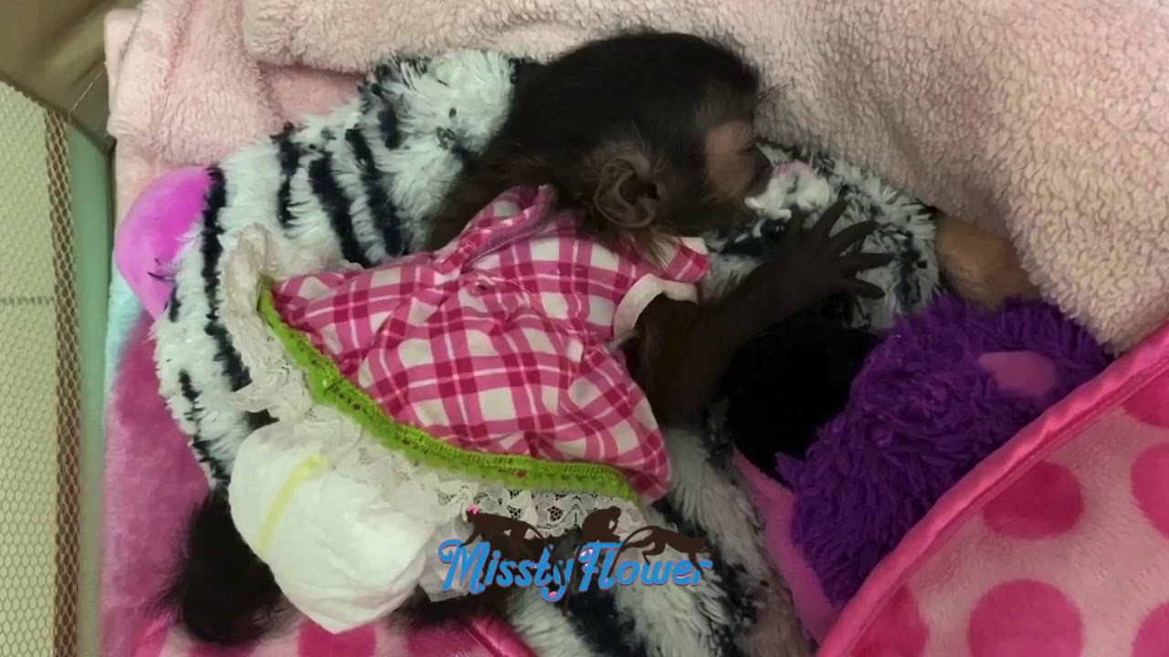 Precious video of monkey Toby & baby Alayja from @zwfmiami in our care & doing better ❤️❤️❤️