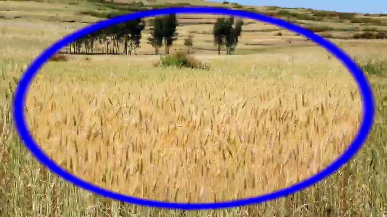 በጃናሞራ ወረዳ የዘር ብዜት