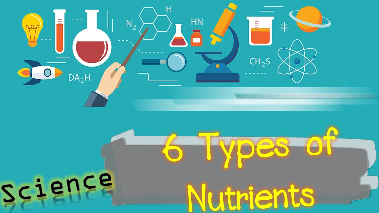 6 Types of nutrients  Science P.6