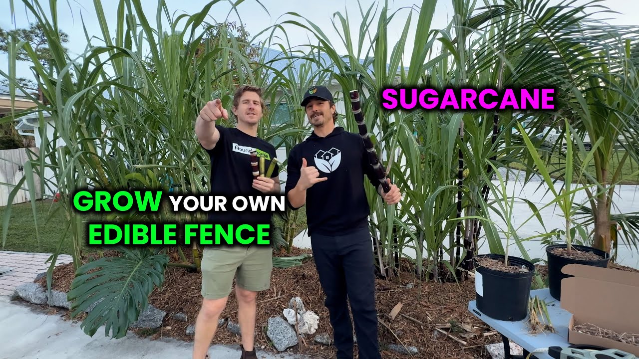 Edible Landscaping Transformation: Turning a Driveway Section Into a Sugarcane Living Fence