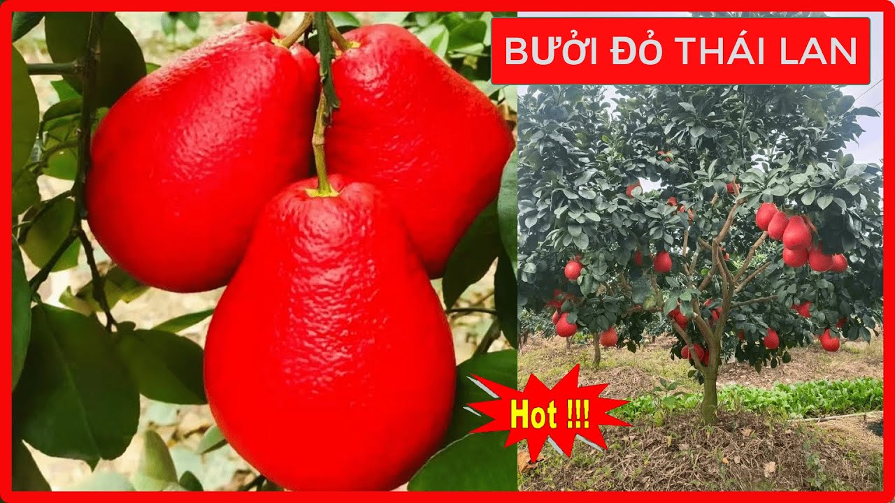 BƯỞI ĐỎ THÁI LAN [ Sỷ - Lẻ Toàn Quốc ] | Đt/Zalo 0968750386 | 0923916866