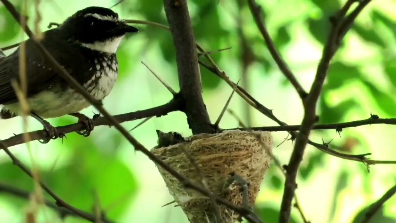 A Fantail Growing it's Alone baby in Cup Shaped Nest | Crazy Nature